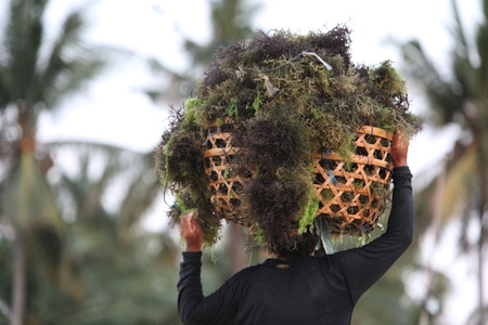 The harvest in the sea grass plantation on the island of Nusa Lembongan of the neighboring island of Bali, Indonesiaのeditorial素材
