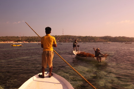 The harvest in the sea grass plantation on the island of Nusa Lembongan of the neighboring island of Bali, Indonesiaのeditorial素材