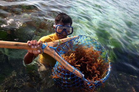 A worker at harvest seaweed in the sea grass plantation on the island of Nusa Lembongan of the neighboring island of Bali, Indonesiaのeditorial素材