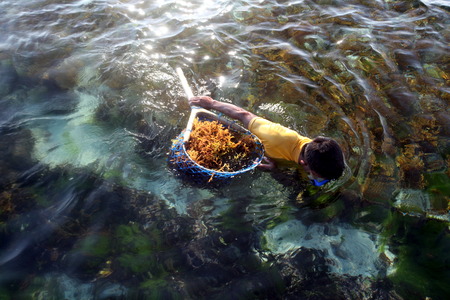 The harvest in the sea grass plantation on the island of Nusa Lembongan of the neighboring island of Bali, Indonesiaのeditorial素材