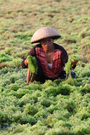The harvest in the sea grass plantation on the island of Nusa Lembongan of the neighboring island of Bali, Indonesiaのeditorial素材