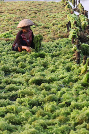 The harvest in the sea grass plantation on the island of Nusa Lembongan of the neighboring island of Bali, Indonesiaのeditorial素材