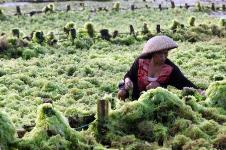 The harvest in the sea grass plantation on the island of Nusa Lembongan of the neighboring island of Bali, Indonesiaのeditorial素材