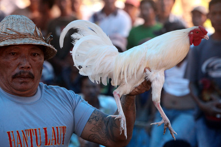 A player with a chicken when Huehneerkampf on the island of Nusa Lembongan of the neighboring island of Bali, Indonesiaのeditorial素材