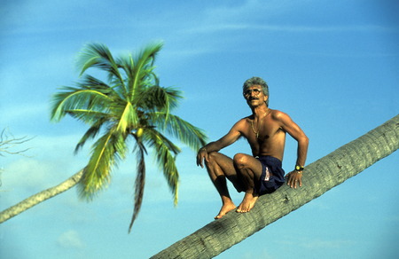 Palm trees on the beach of the Iceland in the North Male Atoll Meeru on the islands of the Maldives in the Indian Oceanのeditorial素材