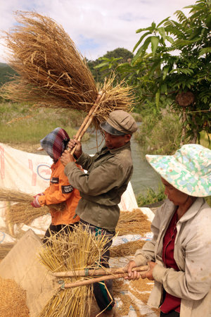 A paddy field at the village of Kasi at the national highway 13 between Vang Vieng and Luang Prabang...