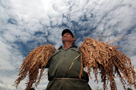 A paddy field at the village of Kasi at the national highway 13 between Vang Vieng and Luang Prabang in Laos of Central Laos in Southeast Asia in the mountain regionのeditorial素材