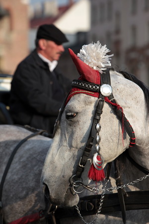 Horse-drawn carriages waiting for customers on the Rynek Glowny Square with St. Mary&#39;s Church in the Old Town of Krakow in sueden of Poland.のeditorial素材