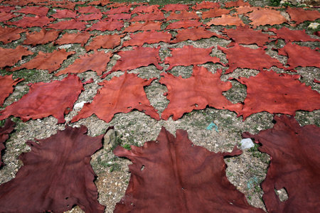 The fresh Leather gets dry on the sun near Leather production in front of the Citywall in the old...