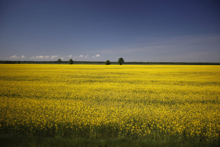 a Raps field outside of the City Vilnius  in the Baltic State of Lithuania,  