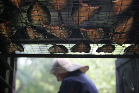 fresh fish getting smoket on a Summer Festival in a Parc in the old City of Vilnius in the Baltic State of Lithuania,  のeditorial素材