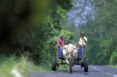 A xo wagon on the road on the Island of La Reunion in the Indian Ocean in Africa.のeditorial素材