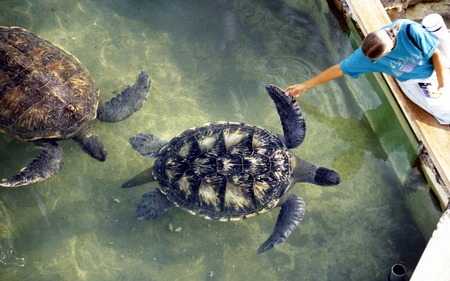 the turtle Farm near the Town of St Leu on the Island of La Reunion in the Indian Ocean in Africa.のeditorial素材