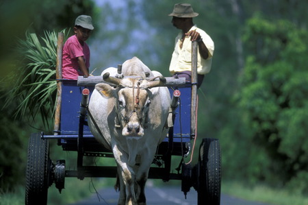 A xo wagon on the road on the Island of La Reunion in the Indian Ocean in Africa.のeditorial素材