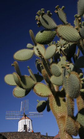 The Cactus Garden in the village of Guatiza on the Island of Lanzarote on the Canary Islands of Spain in the Atlantic Ocean. on the Island of Lanzarote on the Canary Islands of Spain in the Atlantic Ocean.のeditorial素材