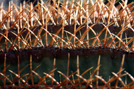 The Cactus Garden in the village of Guatiza on the Island of Lanzarote on the Canary Islands of...