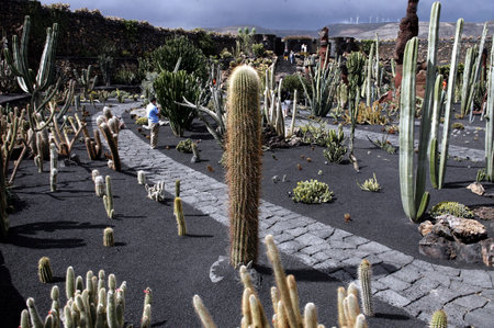 The Cactus Garden in the village of Guatiza on the Island of Lanzarote on the Canary Islands of Spain in the Atlantic Ocean. on the Island of Lanzarote on the Canary Islands of Spain in the Atlantic Ocean.のeditorial素材