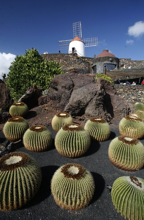The Cactus Garden in the village of Guatiza on the Island of Lanzarote on the Canary Islands of Spain in the Atlantic Ocean. on the Island of Lanzarote on the Canary Islands of Spain in the Atlantic Ocean.のeditorial素材