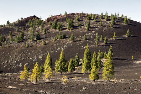 The Volcano Teide on the Iceland of Tenerife on the Canary Islands of Islands of Spain in the Atlantic.のeditorial素材