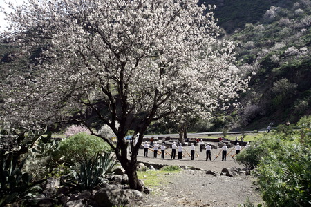 Almont Tree with spring flowers in the Barranco de Guayadeque in the Aguimes valley on the Canary Iceland of Spain in the Atlantic ocean.のeditorial素材