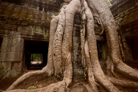 The Temple of  Ta Prohm in the Temple City of Angkor near the City of Siem Riep in the west of Cambodia.のeditorial素材