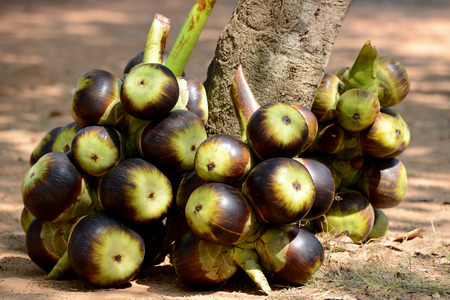 sugar Nuts are rady for sale near the City of Siem Riep in the west of Cambodia.のeditorial素材
