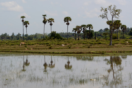 The Landscape with a ricefield near the City of Siem Riep in the west of Cambodia.のeditorial素材