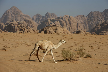 The Landscape of the Wadi Rum Desert in Jordan in the middle east.の写真素材