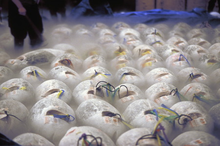 Tuna Fish at the Tsukiji Fish Market in the City of Tokyo in Japan in Asia,のeditorial素材