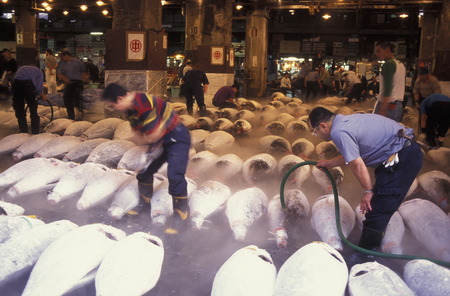 Tuna Fish at the Tsukiji Fish Market in the City of Tokyo in Japan in Asia,のeditorial素材