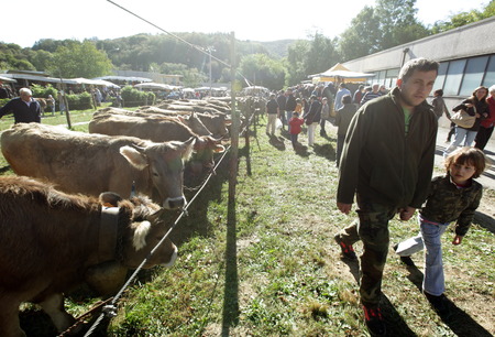 the traditional cow Farmer Market in the Village of Armeno near the Fishing Village of Orta on the Lake Orta in the Lombardia in north Italy.のeditorial素材