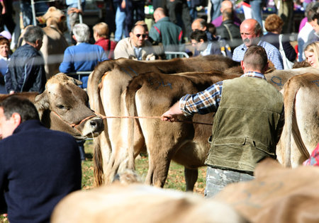 the traditional cow Farmer Market in the Village of Armeno near the Fishing Village of Orta on the Lake Orta in the Lombardia in north Italy.のeditorial素材