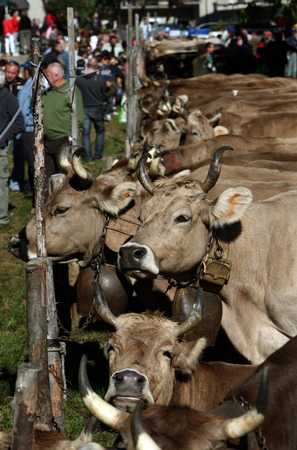 the traditional cow Farmer Market in the Village of Armeno near the Fishing Village of Orta on the Lake Orta in the Lombardia in north Italy.のeditorial素材