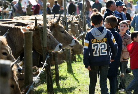 the traditional cow Farmer Market in the Village of Armeno near the Fishing Village of Orta on the Lake Orta in the Lombardia in north Italy.のeditorial素材
