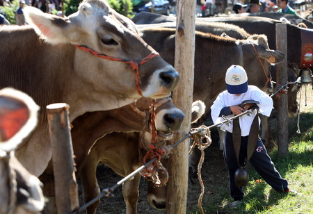 the traditional cow Farmer Market in the Village of Armeno near the Fishing Village of Orta on the Lake Orta in the Lombardia in north Italy.のeditorial素材