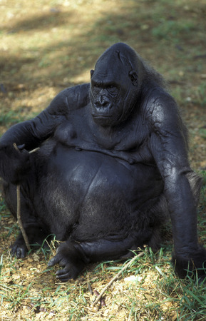 a Gorilla Monkey in the zoo in the city of Mysore in the province of Karnataka in India.のeditorial素材