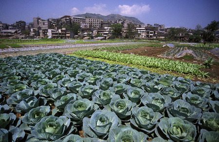 agro culture in the village of Fengjie at the yangzee river in the three gorges valley up of the three gorges dam project in the province of hubei in china.のeditorial素材