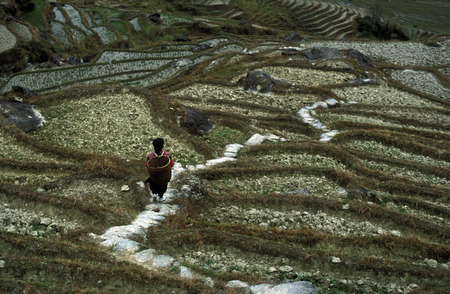 a farmer women in the rice fields of the village of Longsheng in Guangxi province in the south of China.のeditorial素材