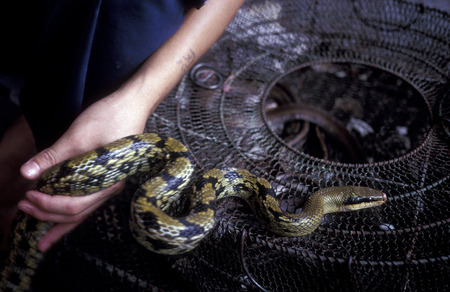a animal market in the city of Shenzhen north of Hong Kong in the province of Guangdong in China in east asia.のeditorial素材