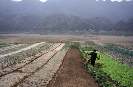 agro culture in the village of Fengjie at the yangzee river in the three gorges valley up of the three gorges dam project in the province of hubei in china.のeditorial素材