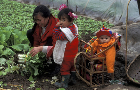 agro culture in the village of Fengjie at the yangzee river in the three gorges valley up of the three gorges dam project in the province of hubei in china.のeditorial素材
