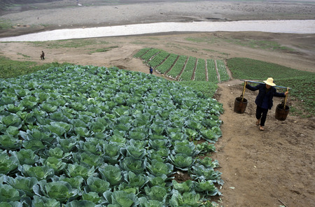 agro culture in the village of Fengjie at the yangzee river in the three gorges valley up of the three gorges dam project in the province of hubei in china.のeditorial素材