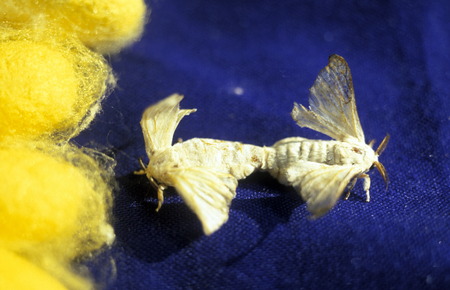 a silk production in a farmer village outside of the city of phnom penh cambodia in in Southeastasia.のeditorial素材