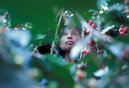 a coffee plantation neat the city of Antigua in Guatemala in central America.のeditorial素材