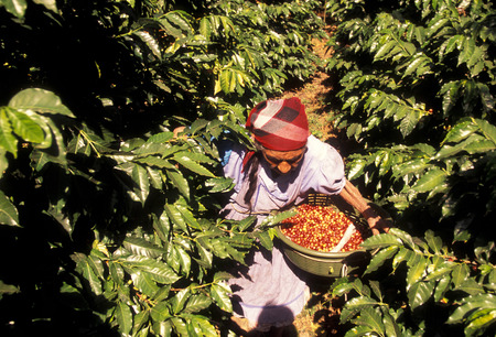 a coffee plantation neat the city of Antigua in Guatemala in central America.のeditorial素材