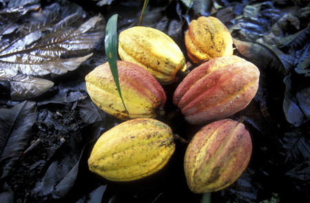 cacao in the Village of Baracoa on Cuba in the caribbean sea.のeditorial素材