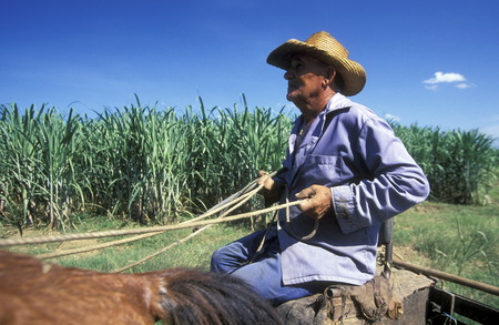 a Farmer near the city of Holguin on Cuba in the caribbean sea.のeditorial素材