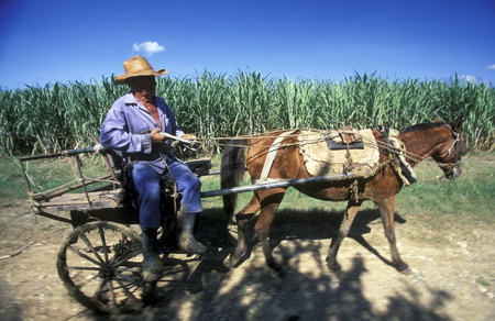 a Farmer near the city of Holguin on Cuba in the caribbean sea.のeditorial素材