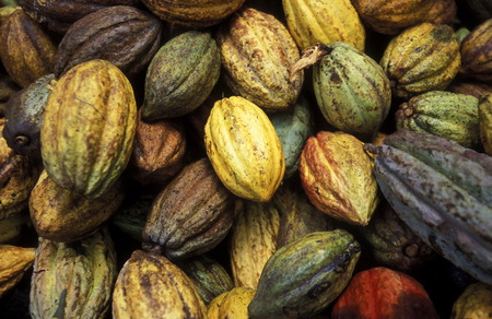 cacao in the Village of Baracoa on Cuba in the caribbean sea.のeditorial素材