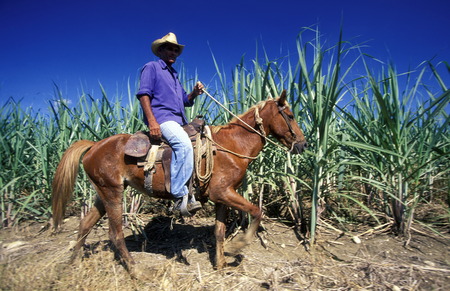 a Farmer near the city of Holguin on Cuba in the caribbean sea.のeditorial素材